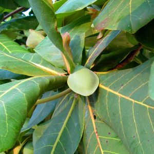 Seemandelbaum