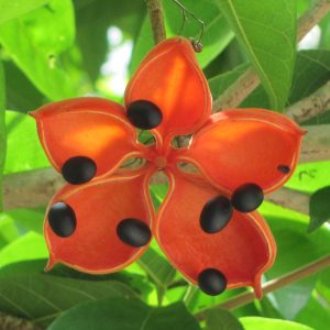 Java Olive