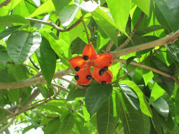 Java Olive – Bild 5