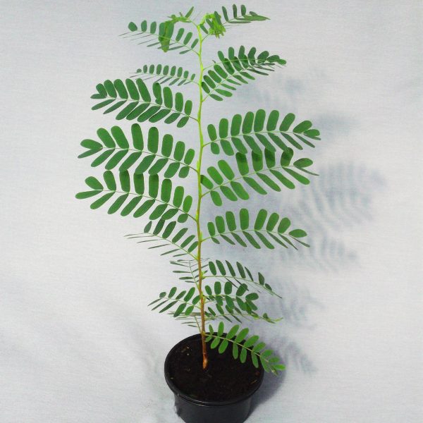 Tamarindenbaum, Tamarinde