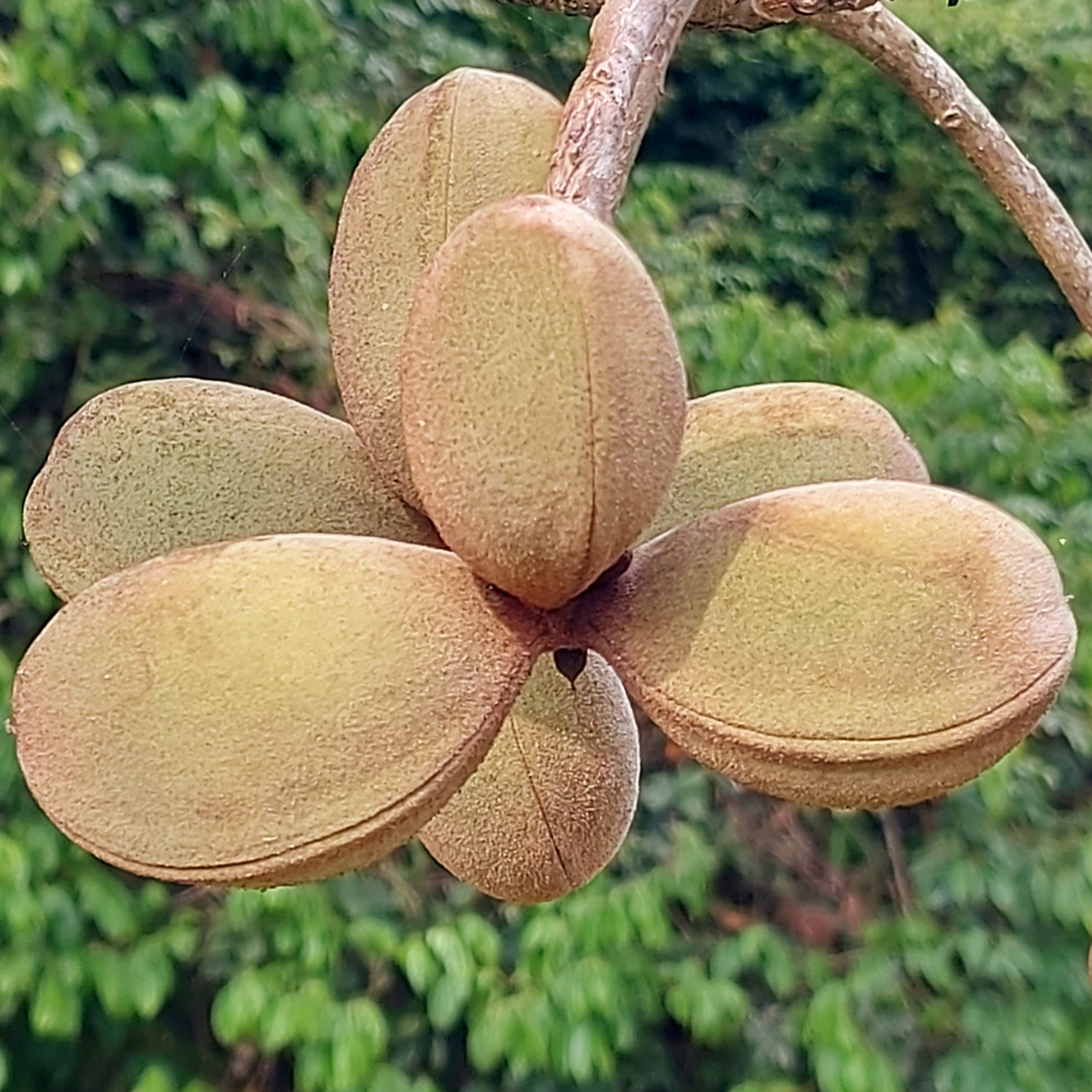 Ethnobotanik