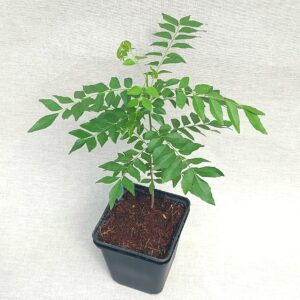 Currybaum, indisches Curryblatt