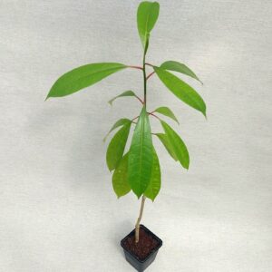 Zerberusbaum, See-Mango