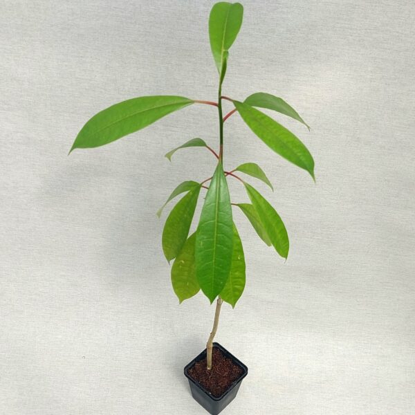 Zerberusbaum, See-Mango – Bild 2
