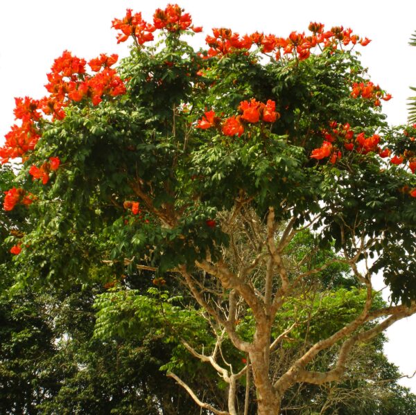 Tulpenbaum, Afrikanischer Tulpenbaum – Bild 2