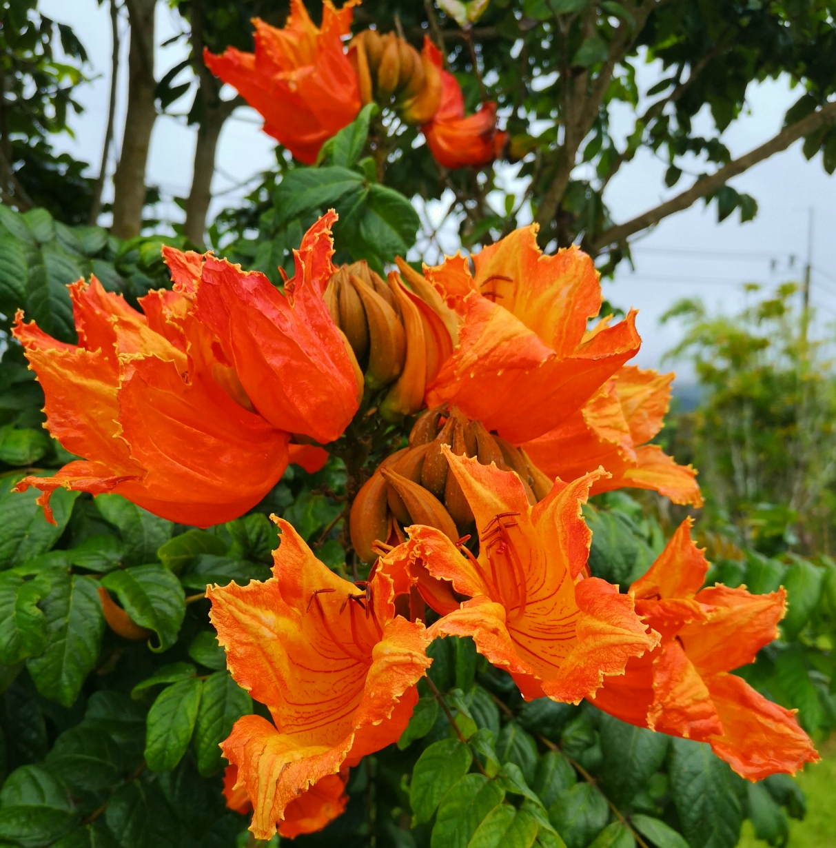 Afrikanischer Tulpenbaum-Blüte