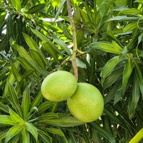 Zerberusbaum, See-Mango