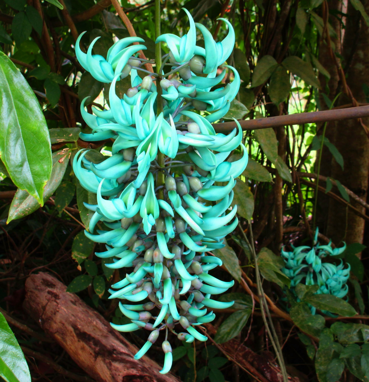 Jadeweinblüte