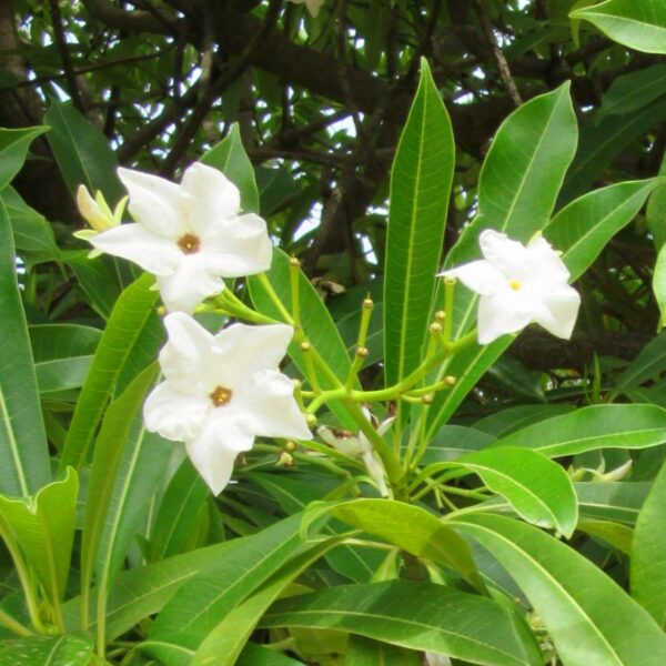 Zerberusbaum, See-Mango – Bild 3