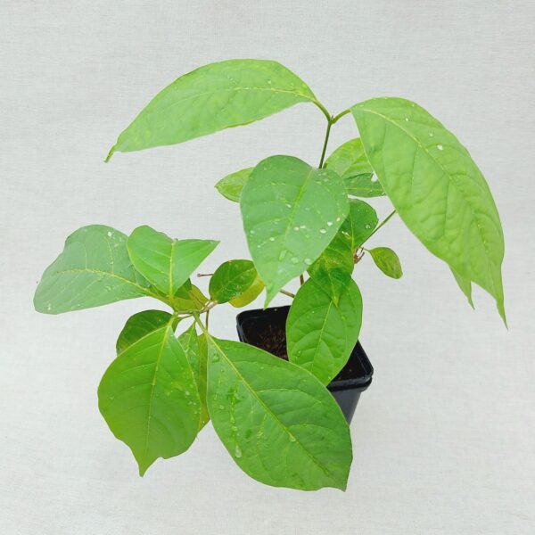 Ayahuasca Liane