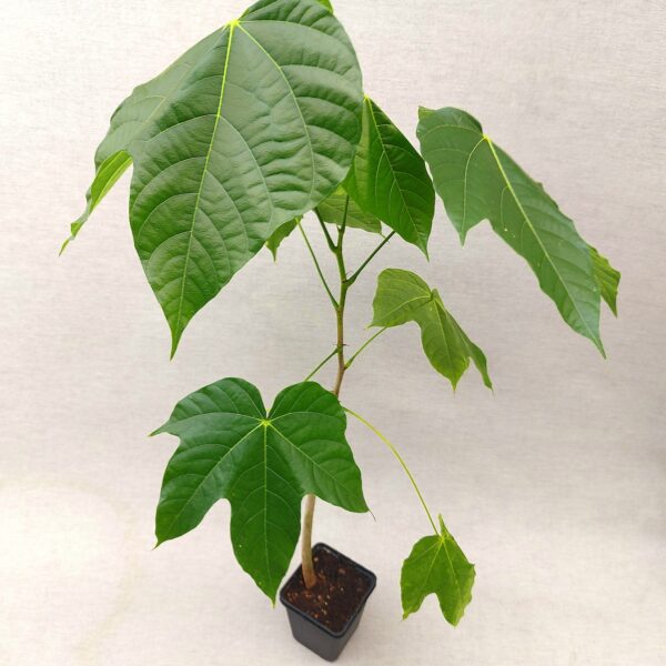 Panama-Baum – Bild 2