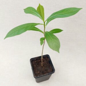 Affenbrotbaum, Baobab