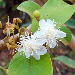 Echte Guave, Guava