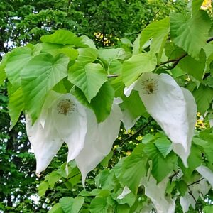 Taschentuchbaum