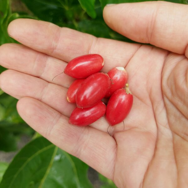Wunderbeere, Mirakelfrucht – Bild 2